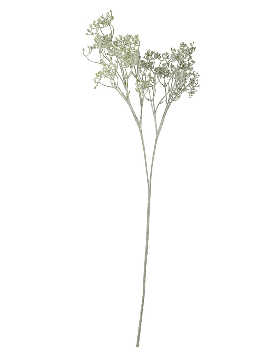 Buddleia decorativa Buddleia decorativa