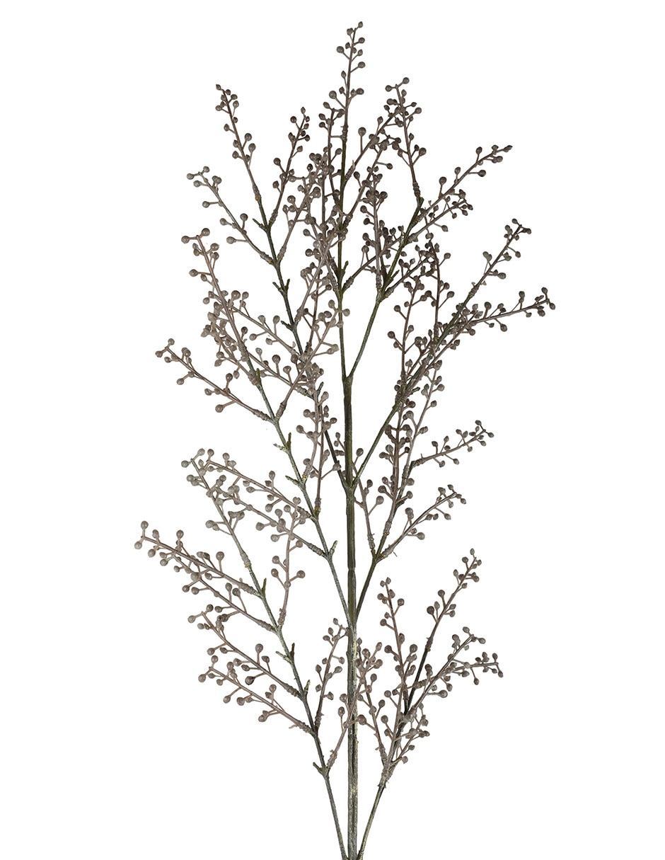 Rama acacia decorativa Rama acacia decorativa