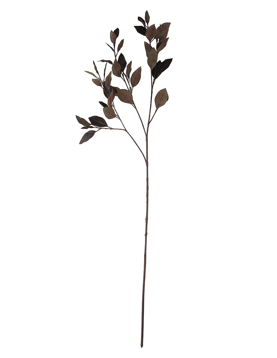 Eucalipto decorativo 1