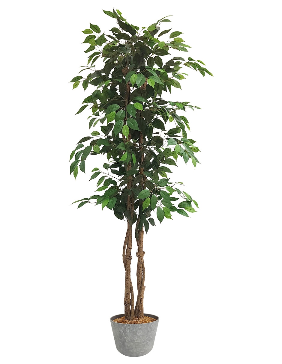 Ficus artificial Ficus artificial
