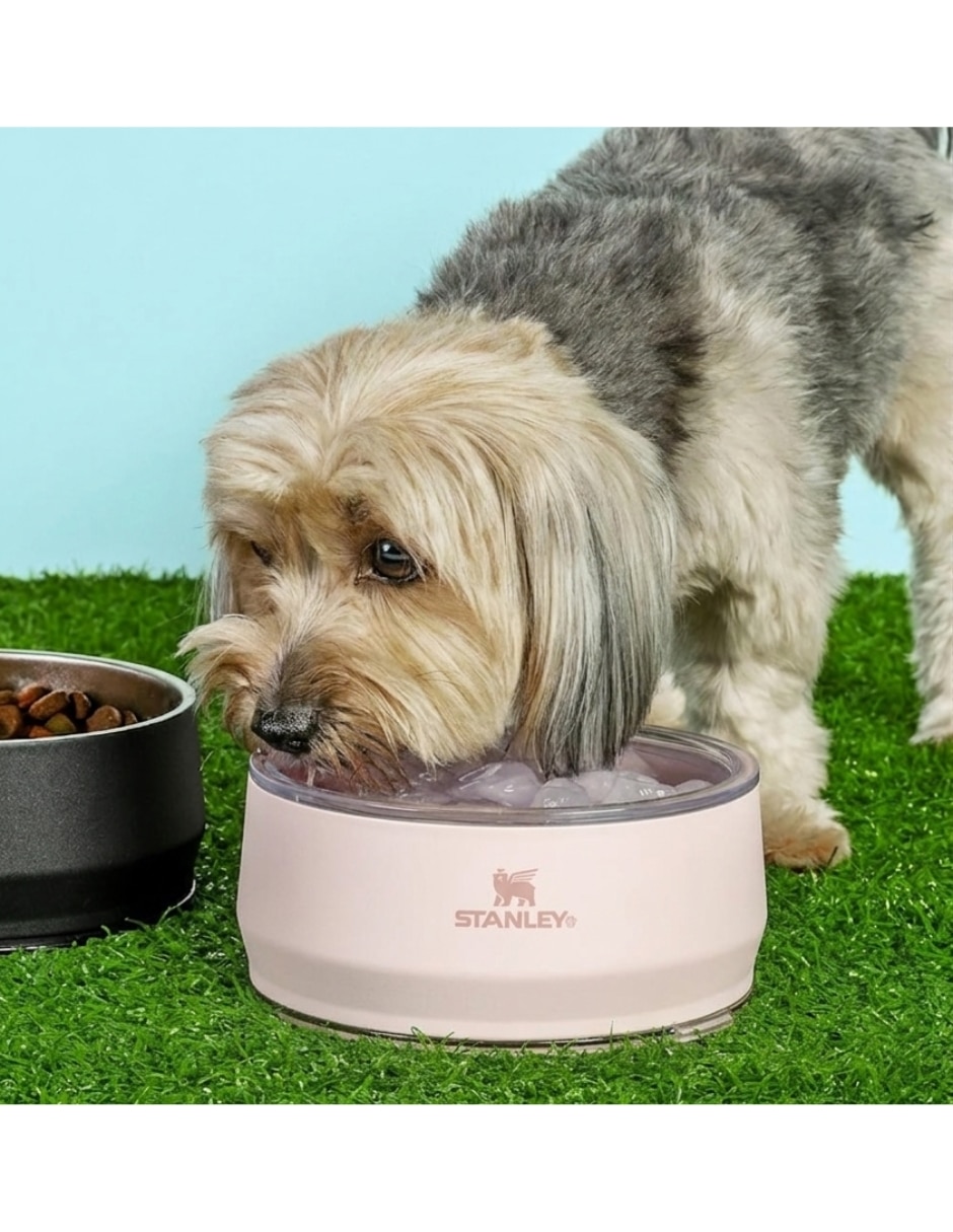 Plato para mascota 2