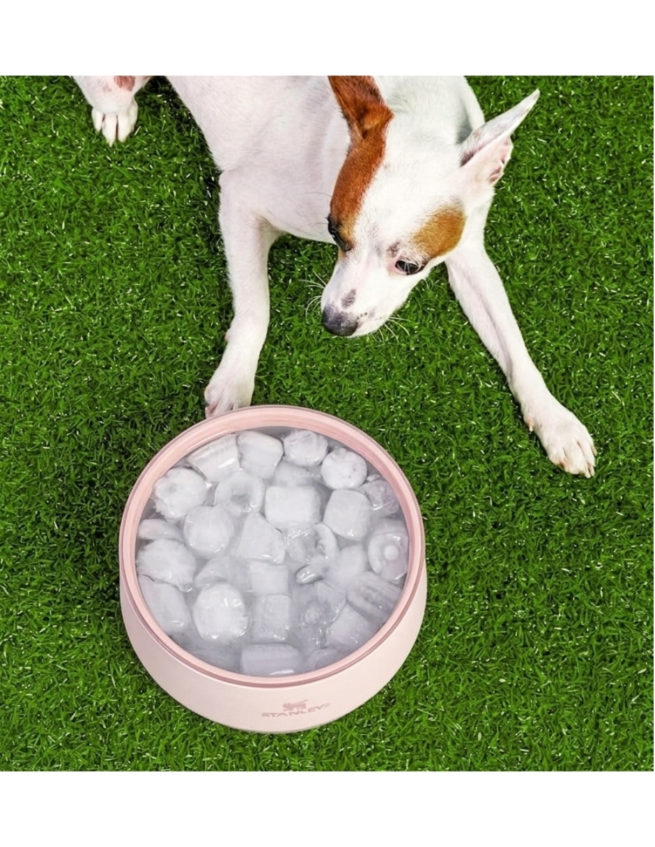 Plato para mascota 7