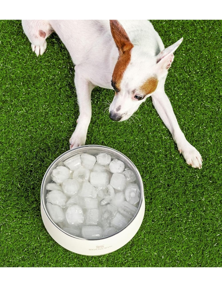 Plato para mascota 6