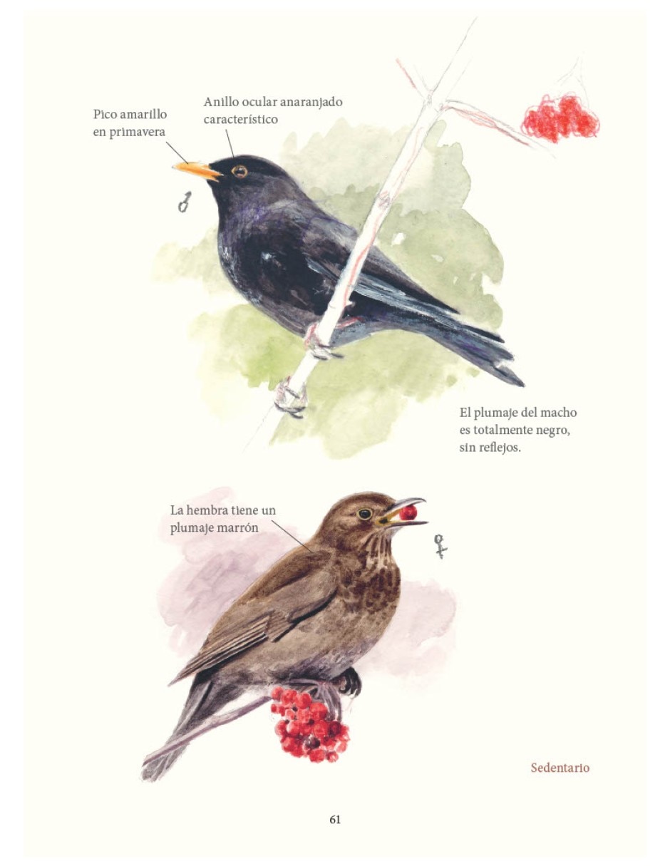 Libro aves de nuestros jardines ciudades y pueblos y su vida secreta de antoine isambert / sandra lefranðois