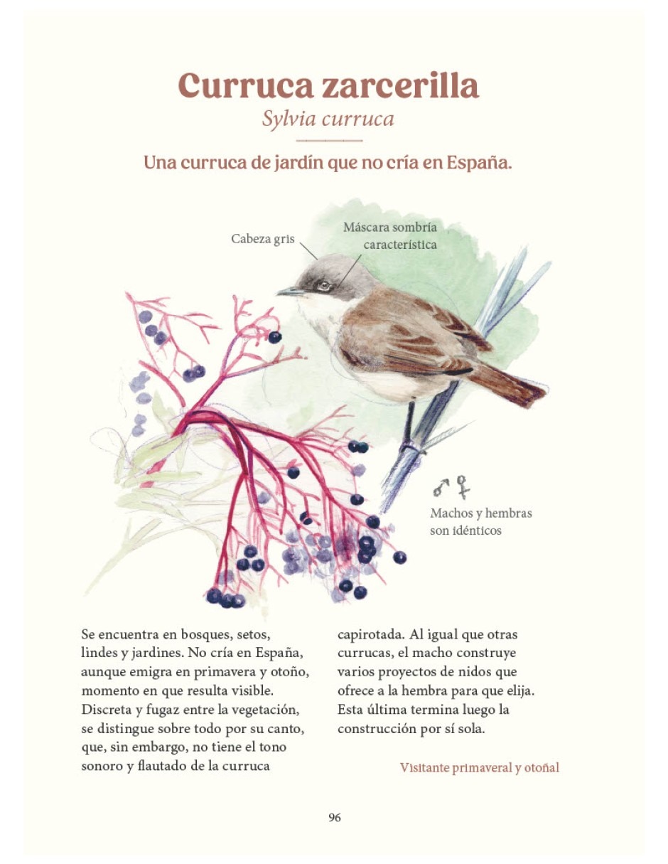Libro aves de nuestros jardines ciudades y pueblos y su vida secreta de antoine isambert / sandra lefranðois