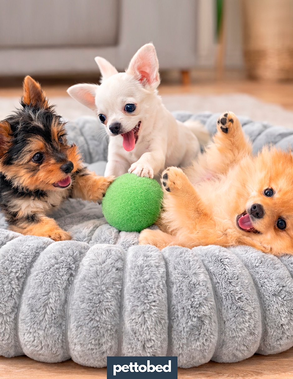 Cama para perro y gato alvana