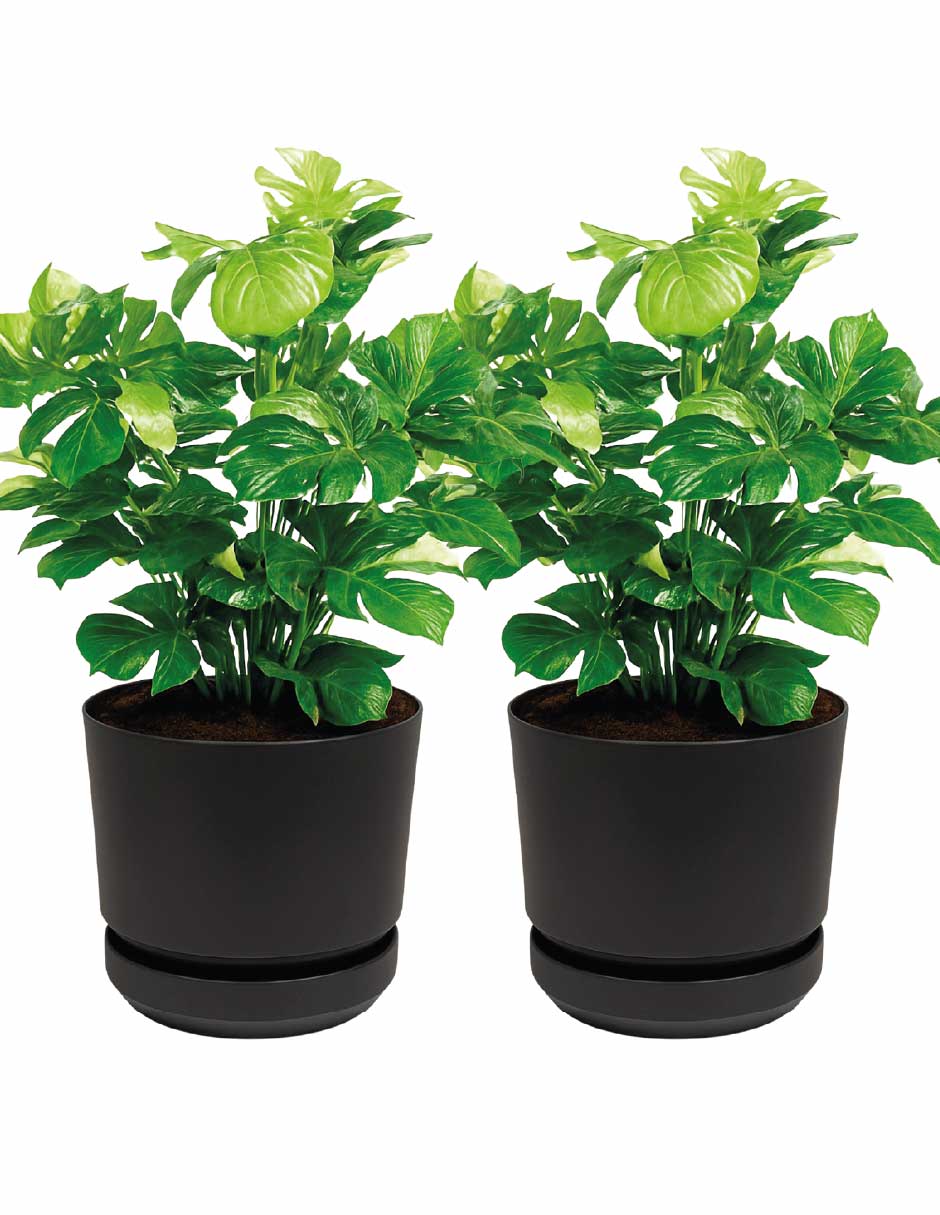 Set maceta Elly de plástico con auto riego