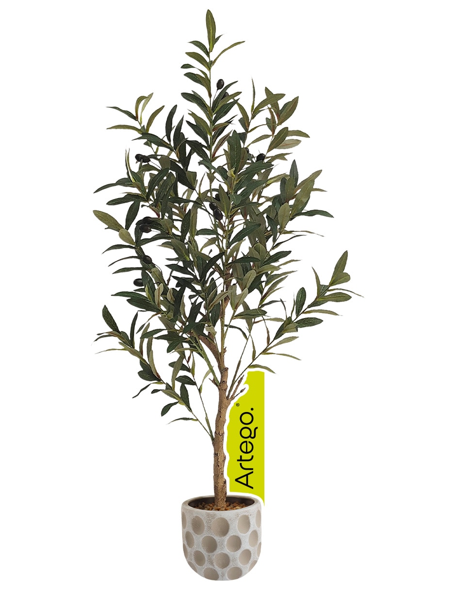Árbol Olive Árbol Olive