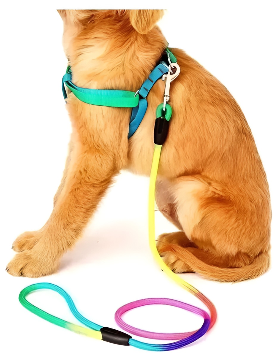 Arnés y correa de nylon para perro 2