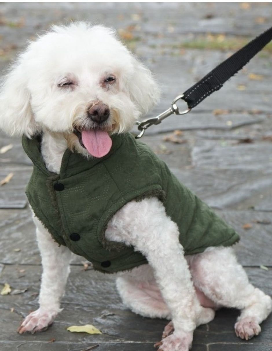 Chaleco para perro verde forro 3