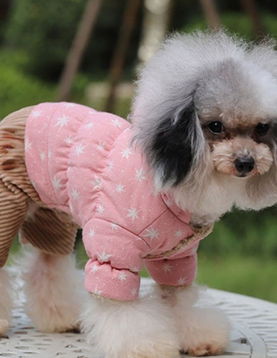 Conjunto para perro 3