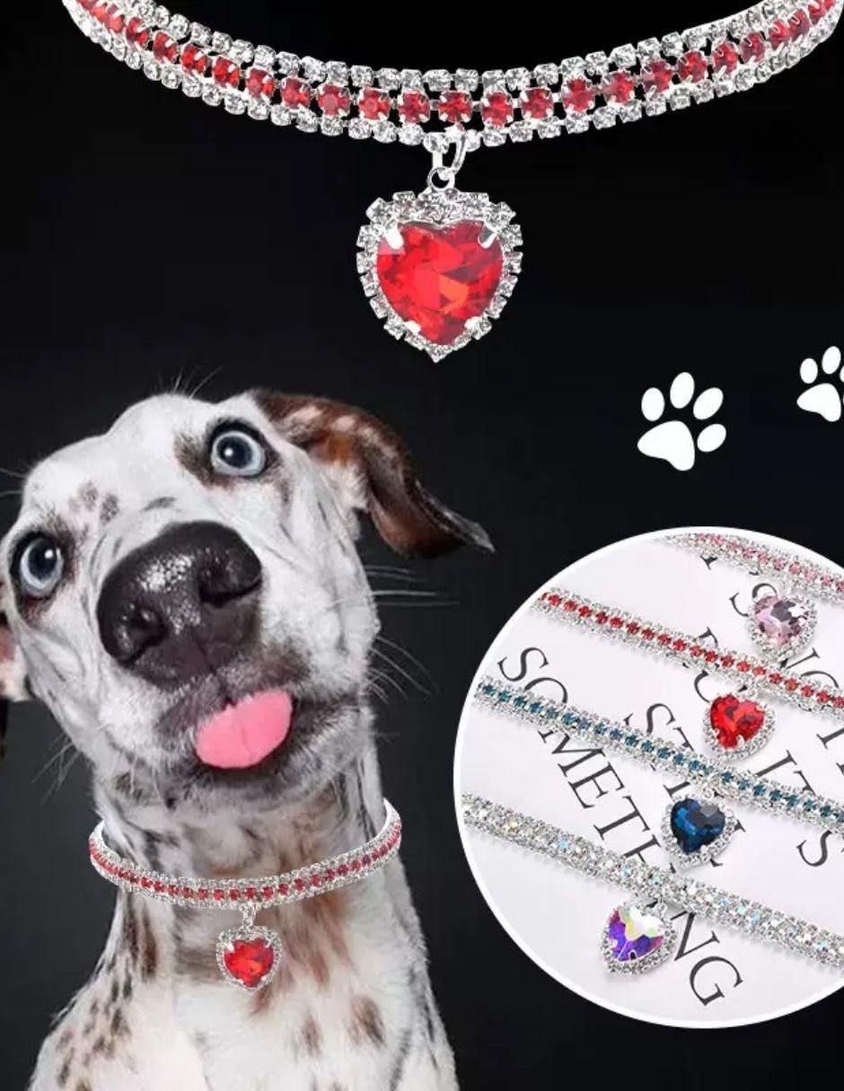 Collar decorativo para perro 4