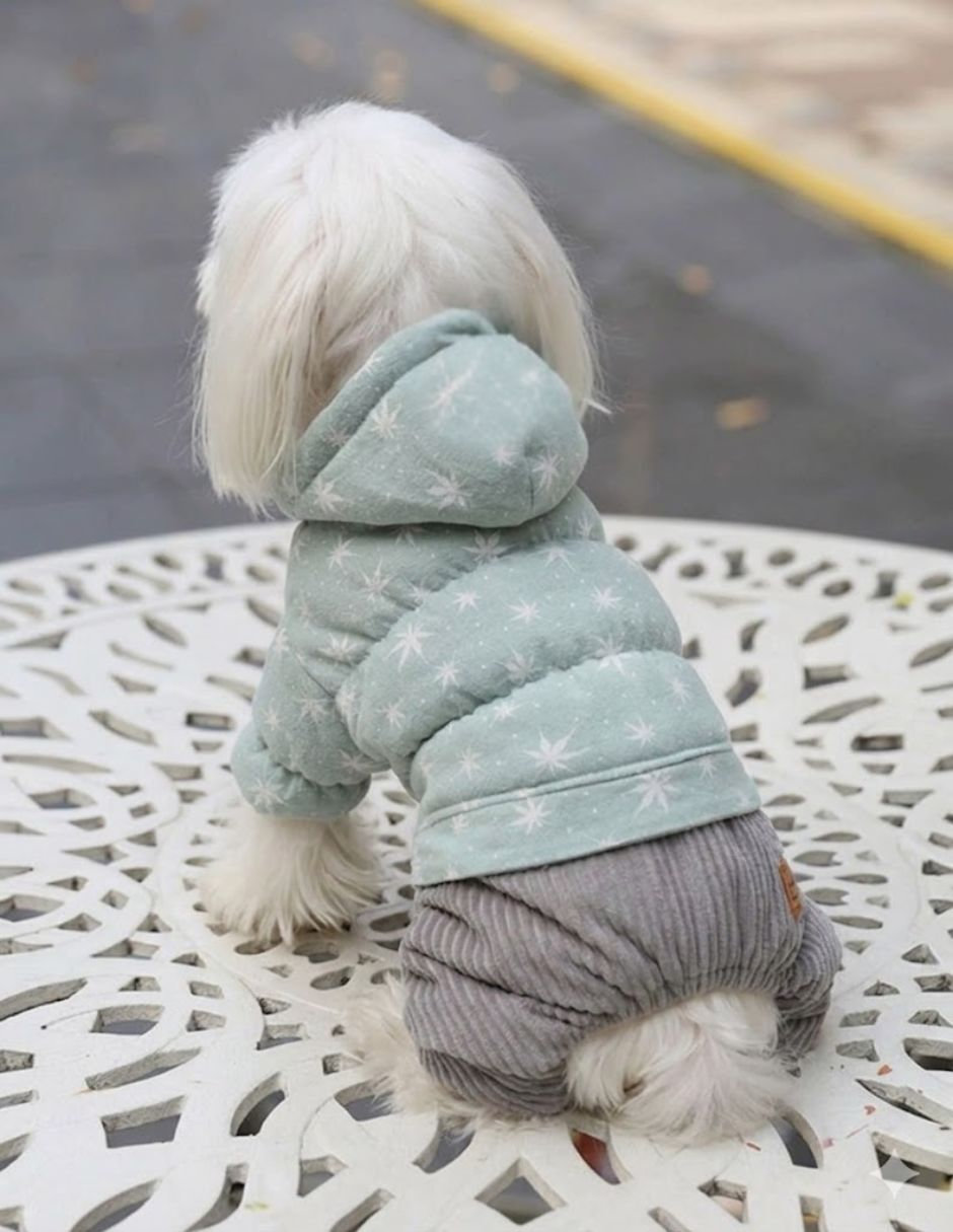 Conjunto para perro 4