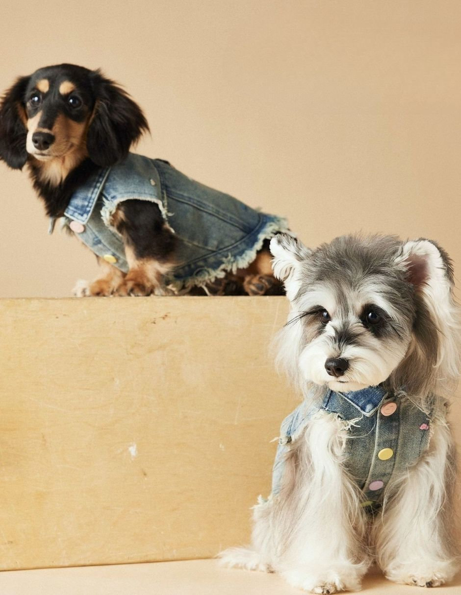 Chaleco para perro de mezclilla 3