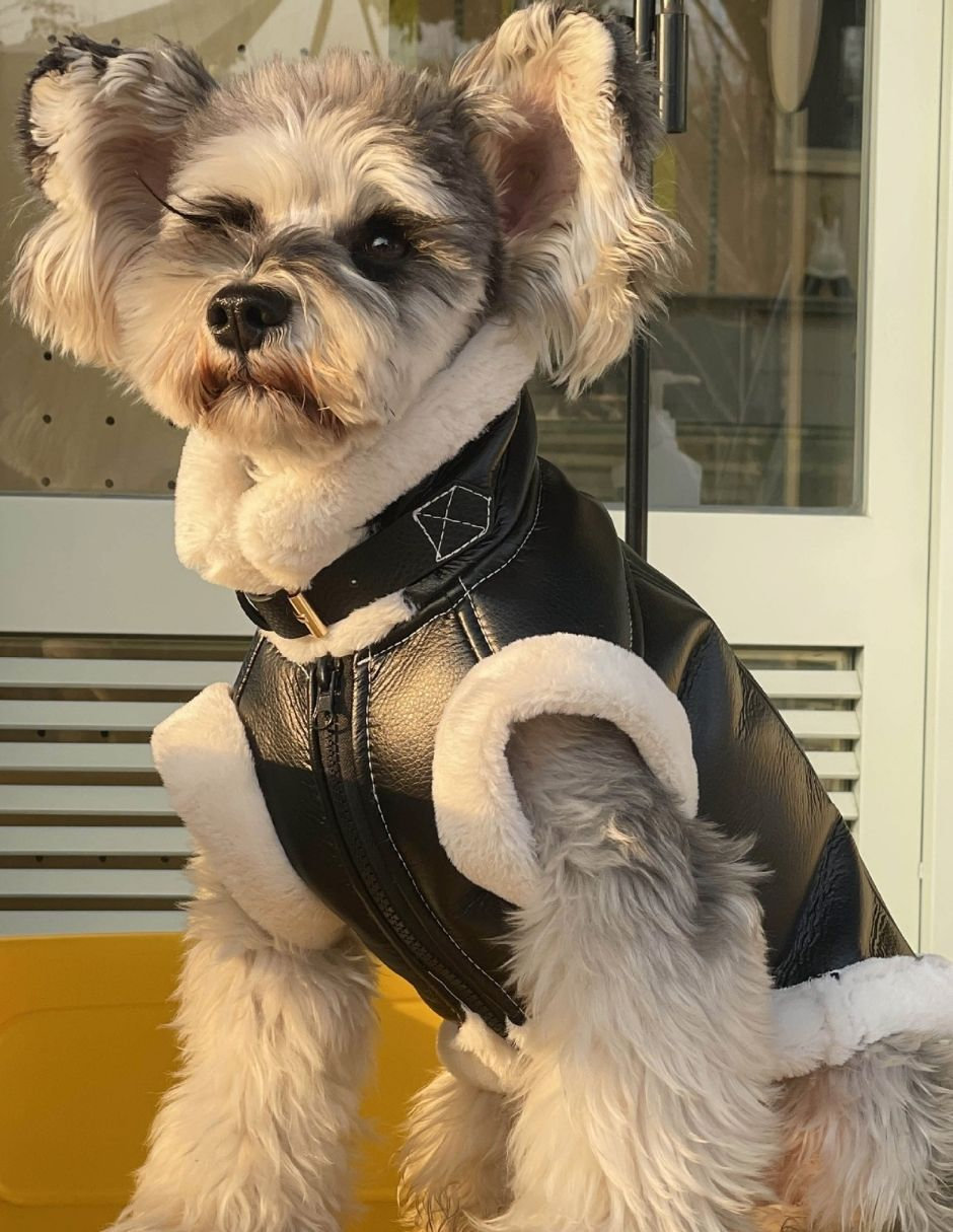 Chaleco para perro Maypet