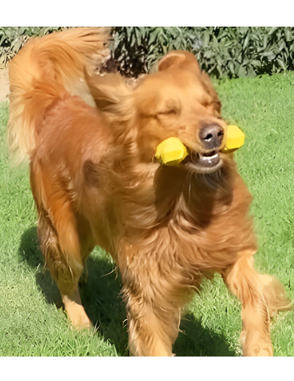 Para perro 3