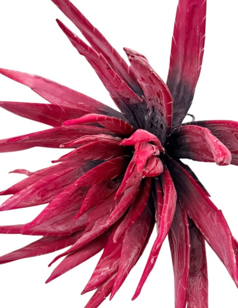 Agave natural Xanu