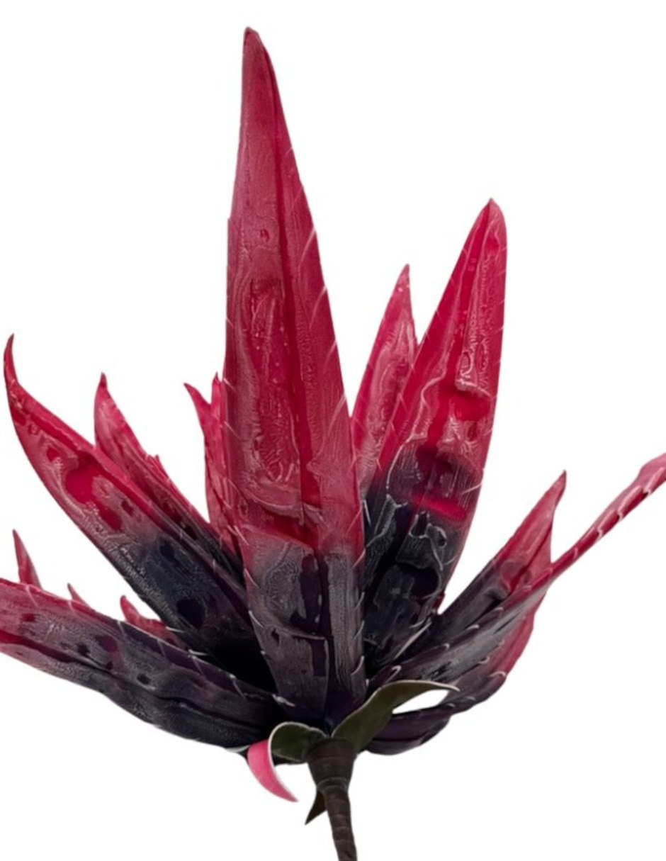 Agave natural Xanu