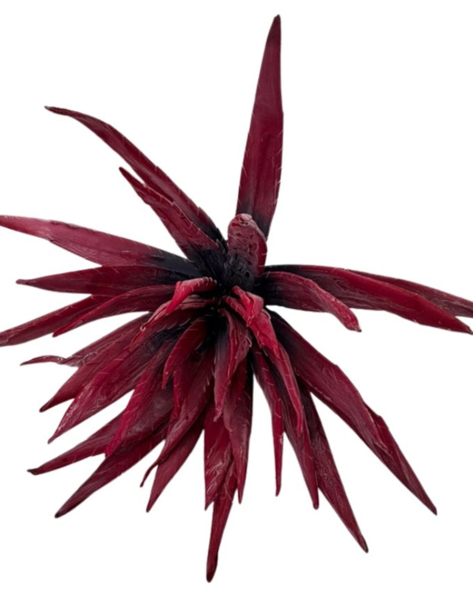 Agave natural Xanu