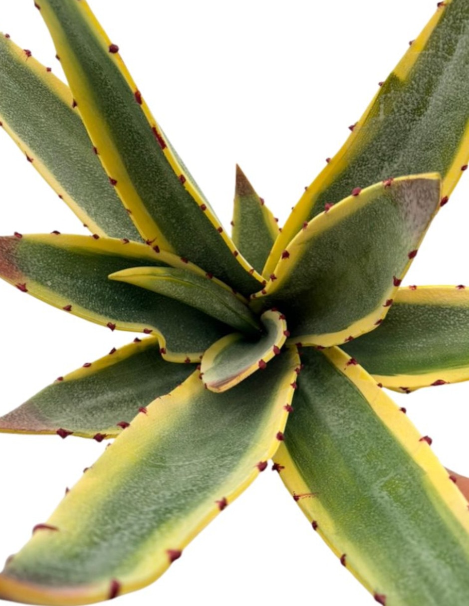 Aloe vera natural Xanu