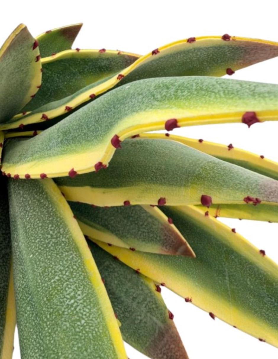 Aloe vera natural Xanu