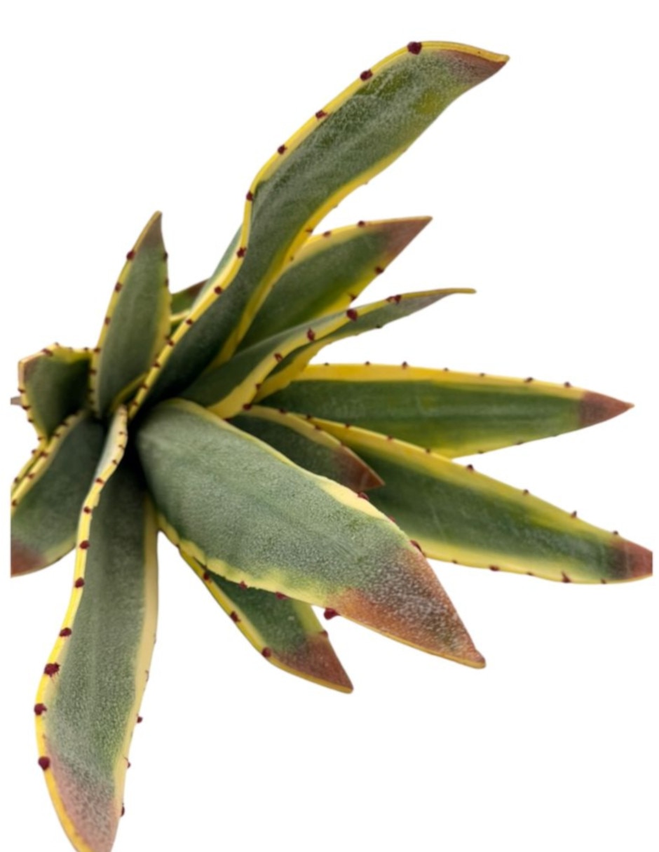 Aloe vera natural Xanu