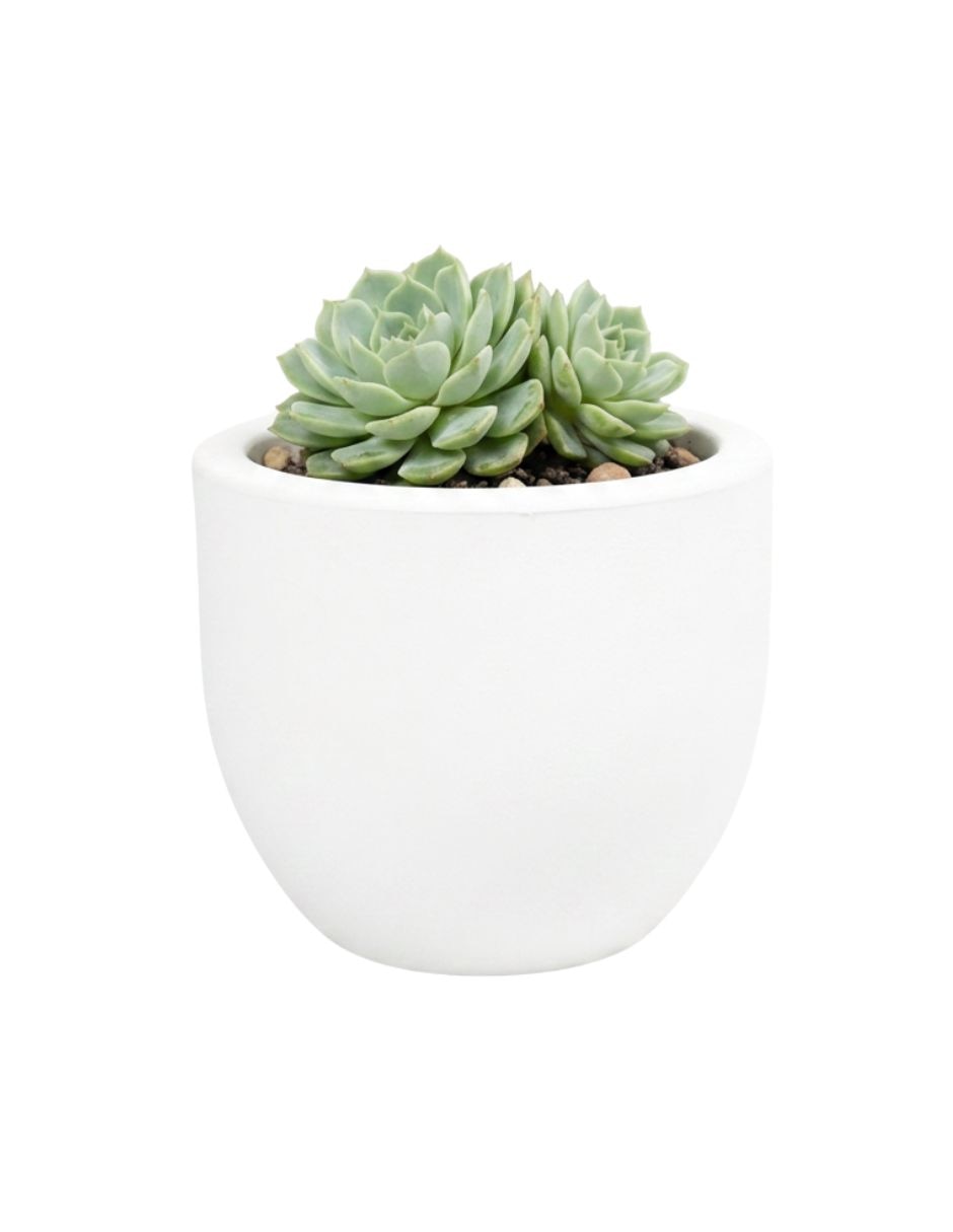 Blanco 7