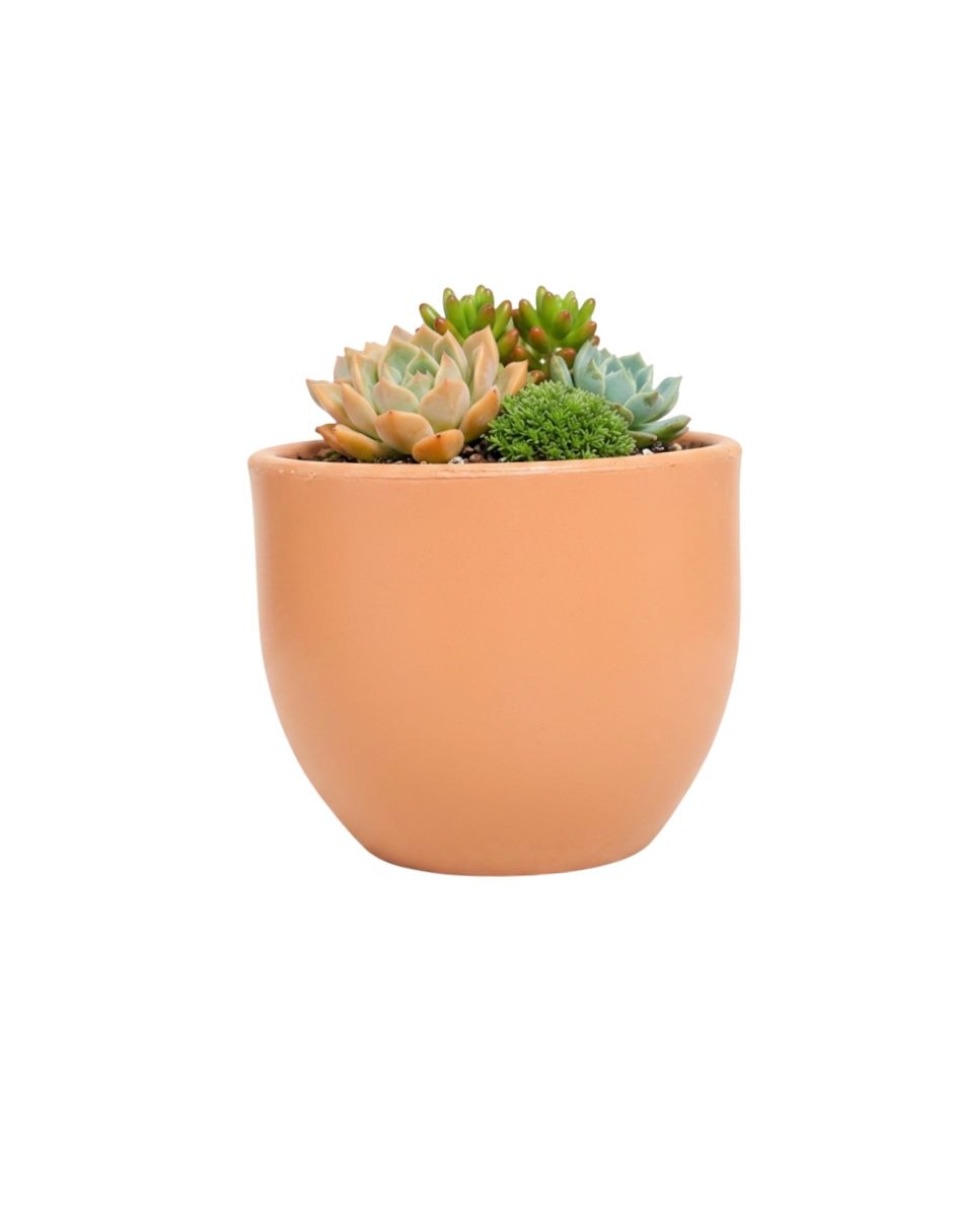 Naranja 4