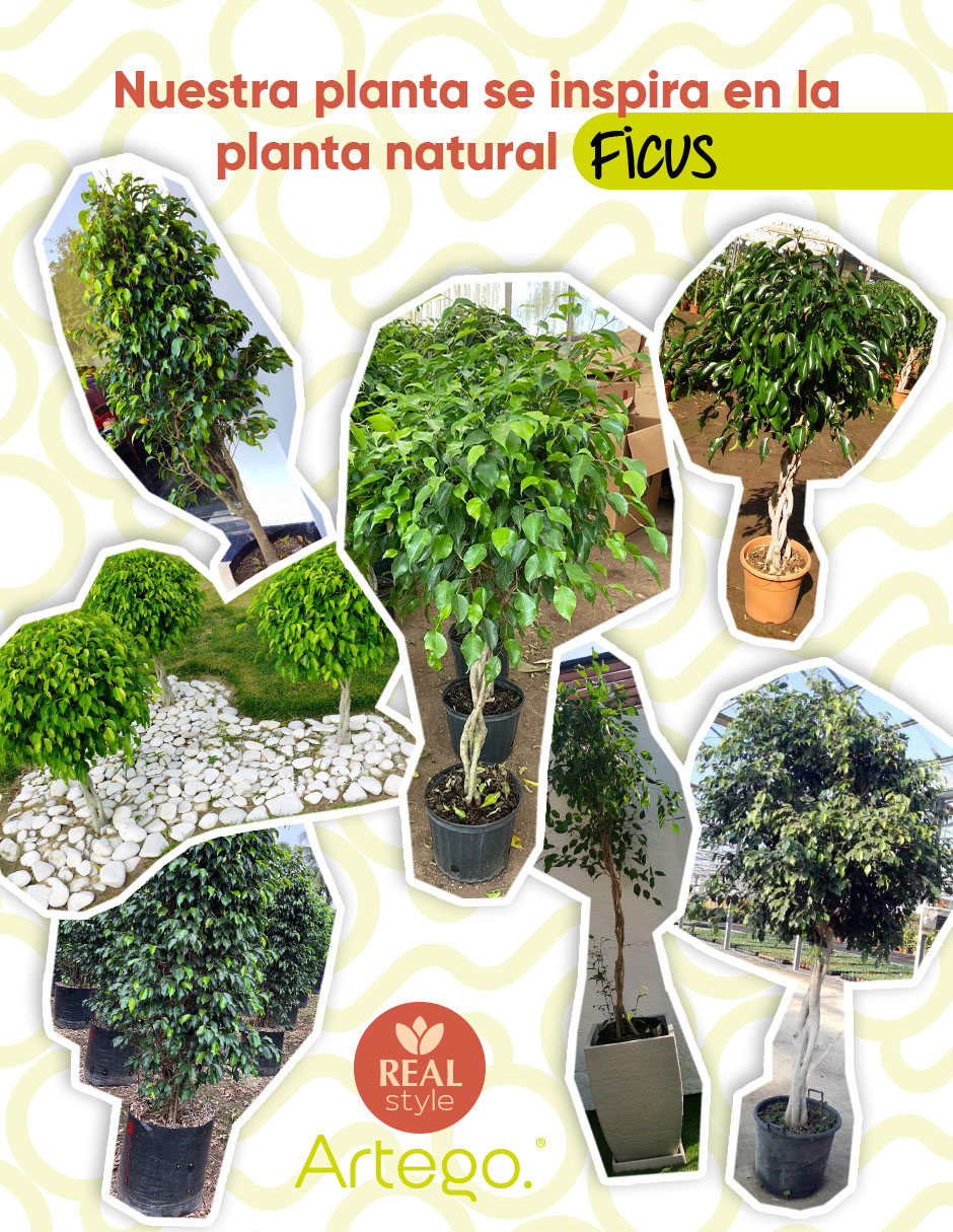 Planta Ficus artificial 5
