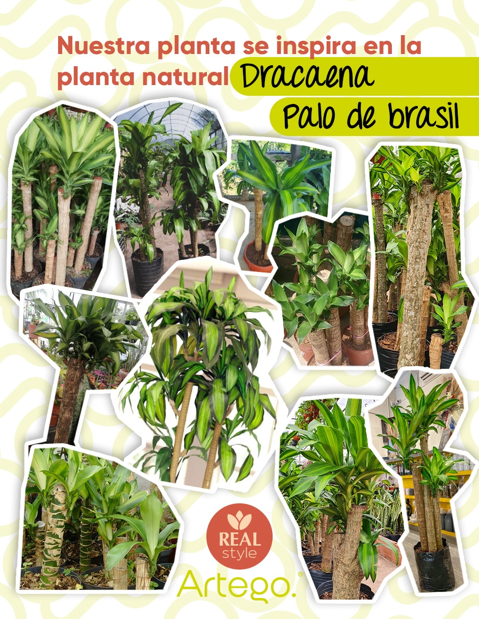 Planta palo de brasil artificial jungla real style dracaena 5