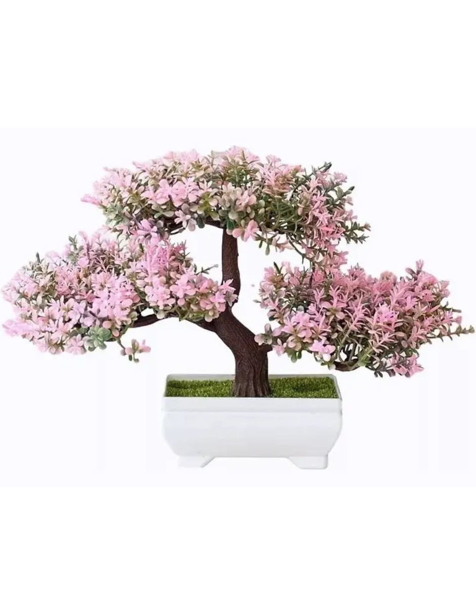 Planta bonsai natural