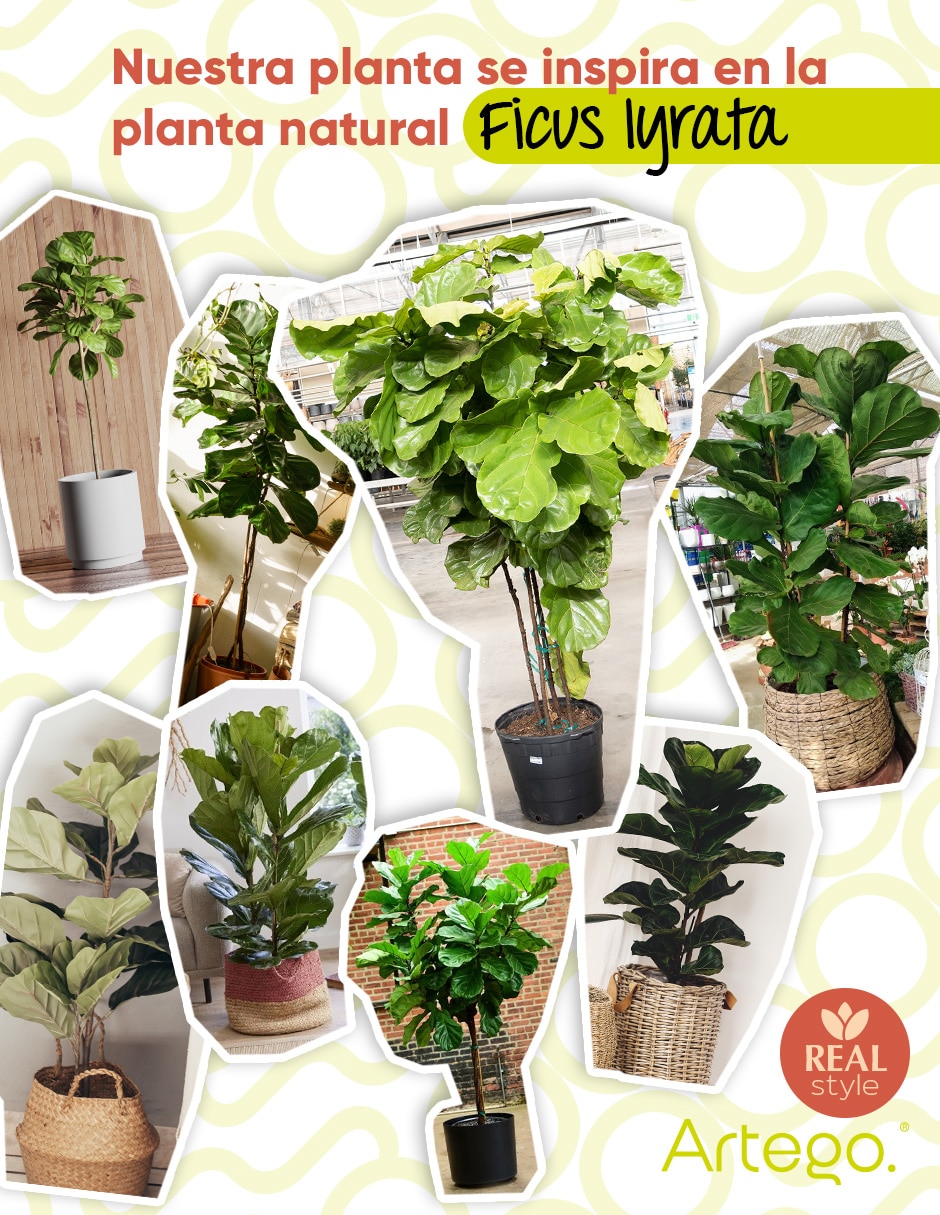 Planta ficus artificial real style ficus lyrata fidle 5