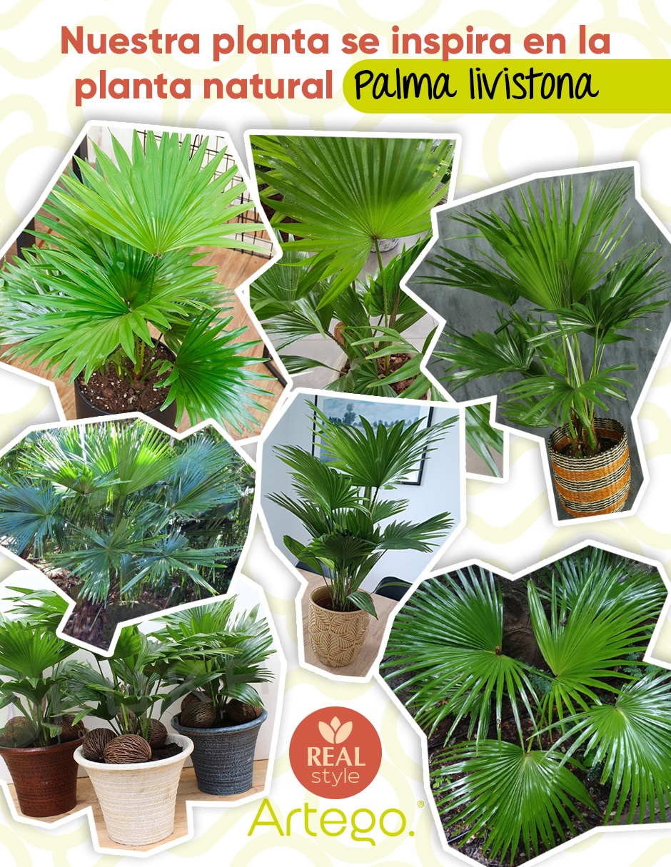 Planta palmera artificial vallarta real style palma livistona 3