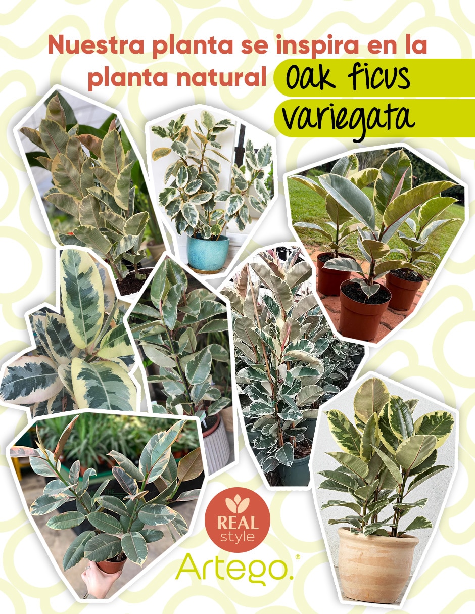 Planta ficus artificial tierra real style oak ficus variegata 4