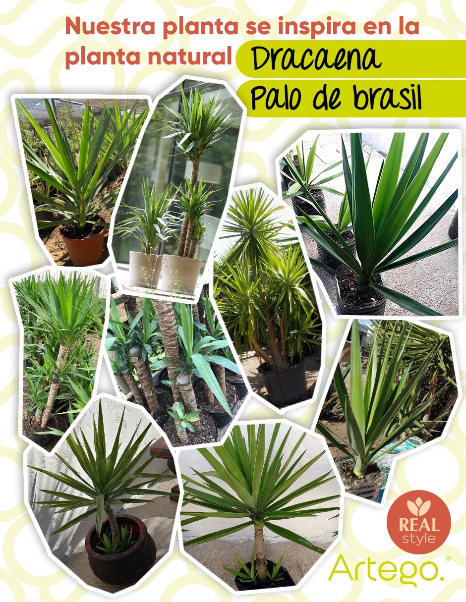 Planta palo de brasil artificial margi real style dracaena palo de brasil 6
