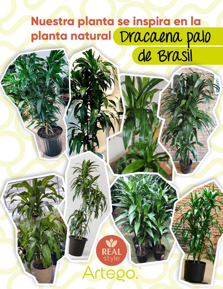 Planta palo de brasil artificial manglar real style dracaena palo de brasil 6