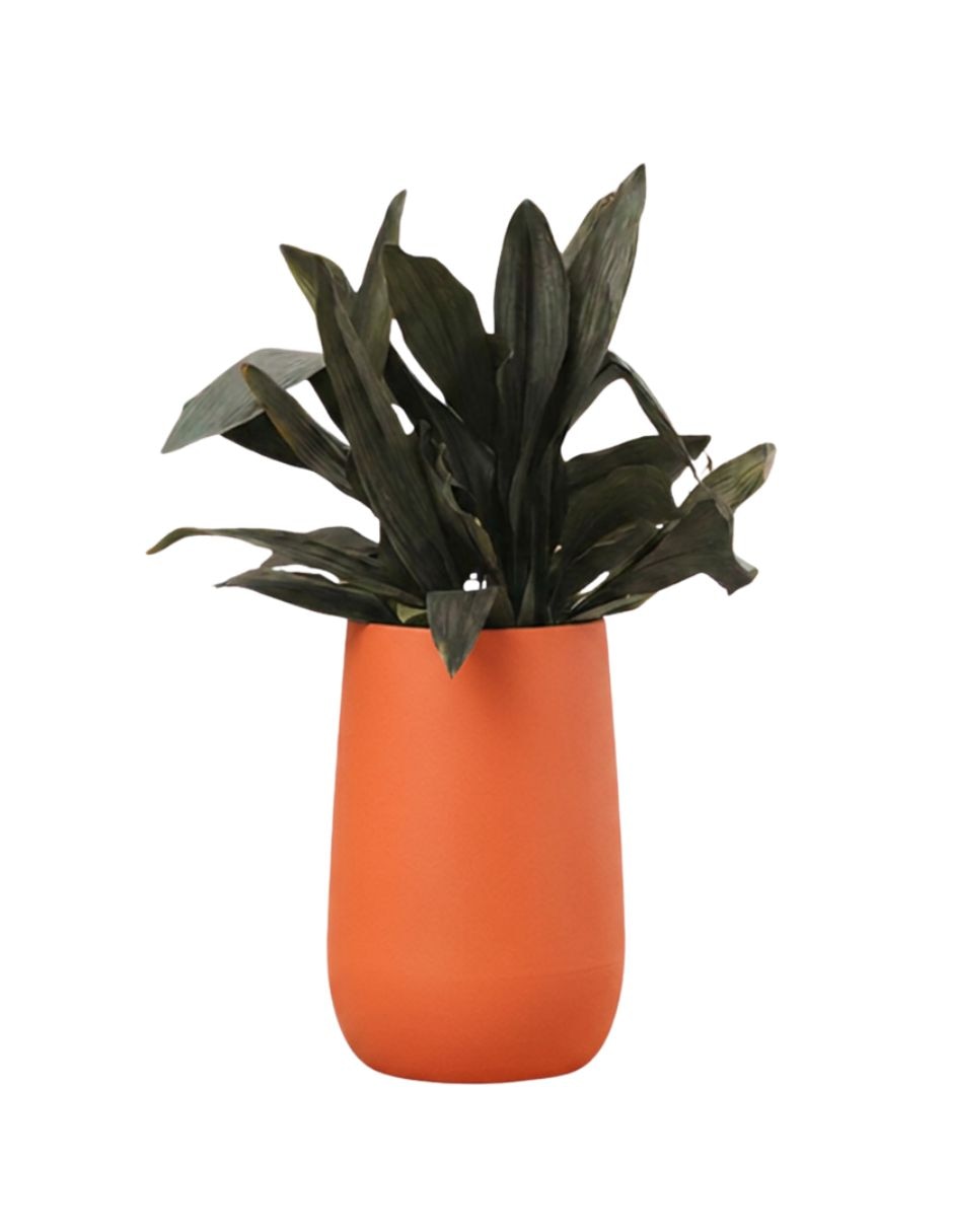 Naranja 6