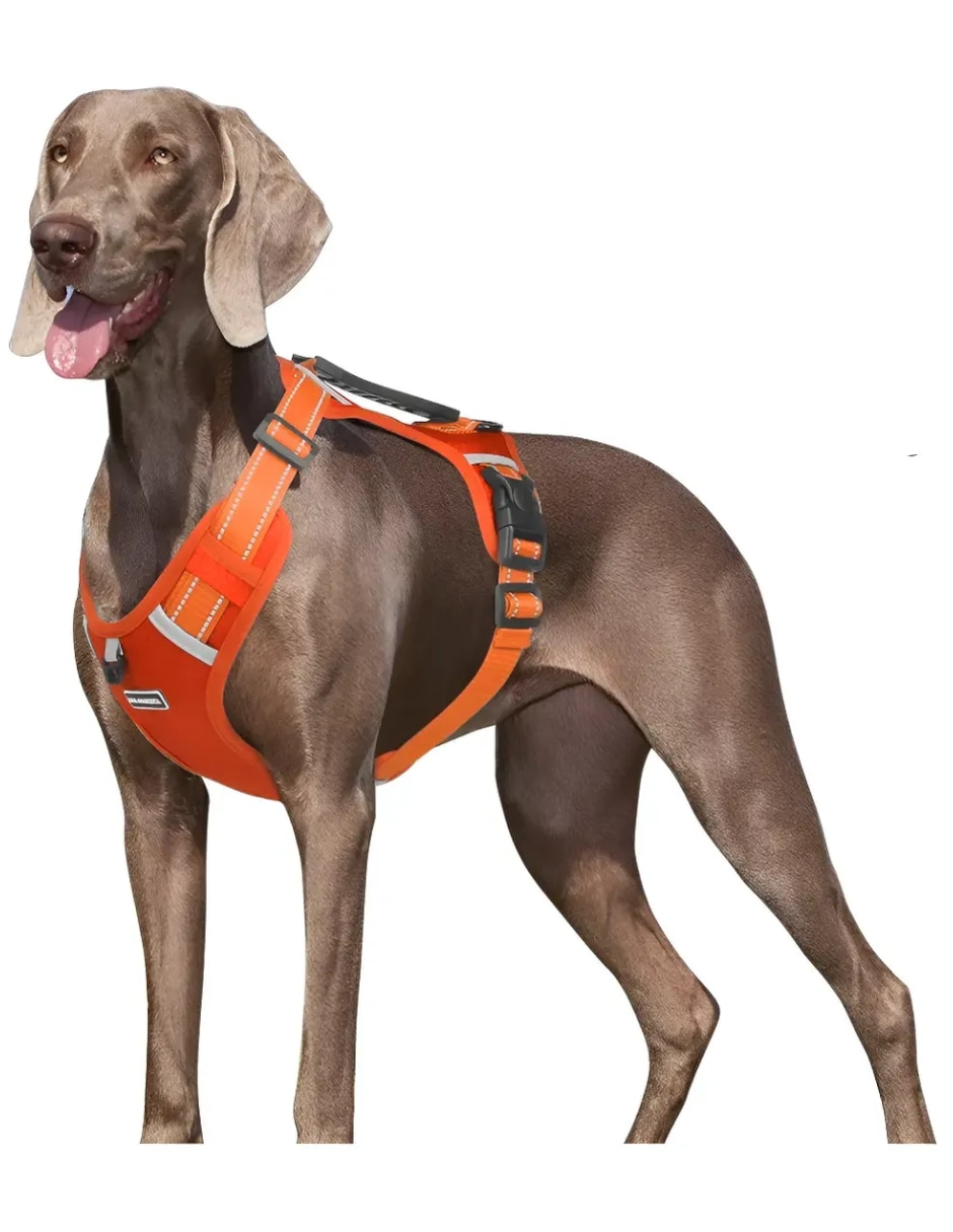 Arnés y correa para perro 5