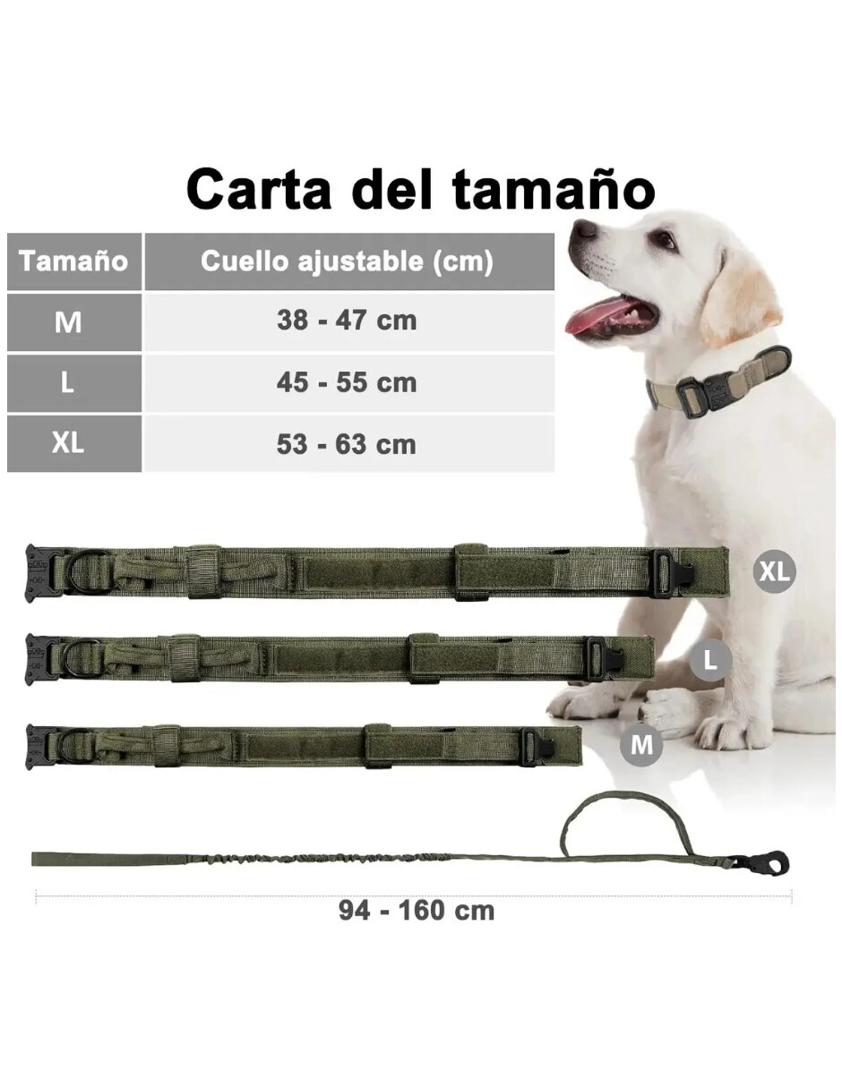 Correa y collar para perro 5