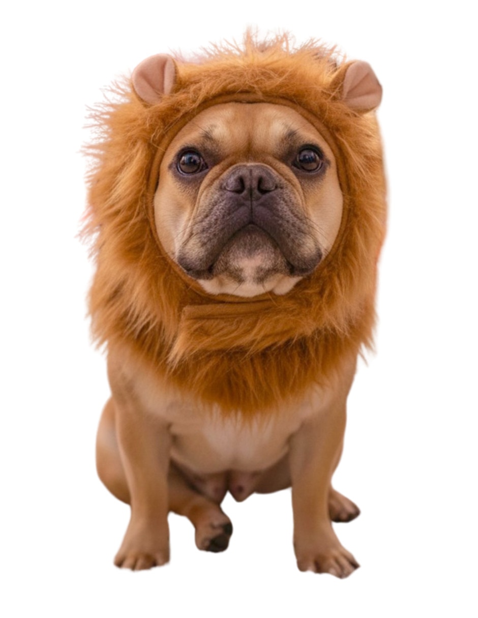 Disfraz para perro halloween ideen Disfraz para perro halloween ideen