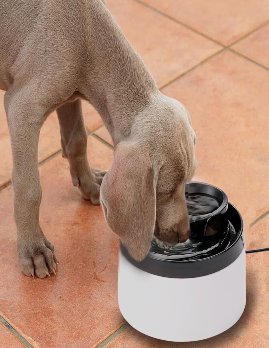 Bebedero Transparente para perro