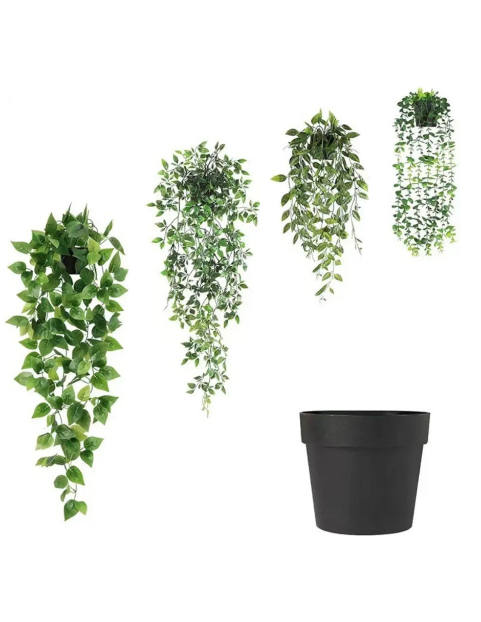 Planta colgante argyreia natural