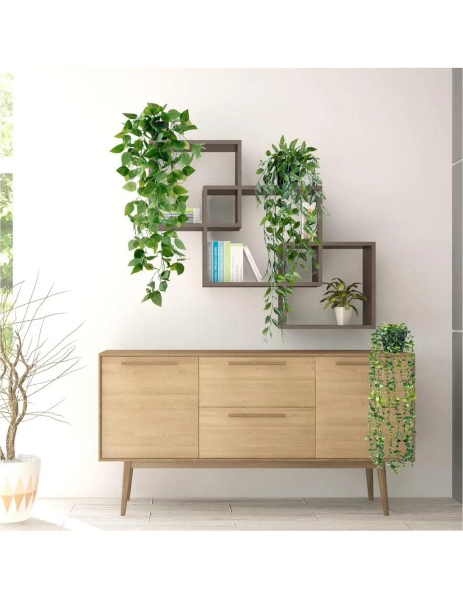 Planta colgante argyreia natural 4