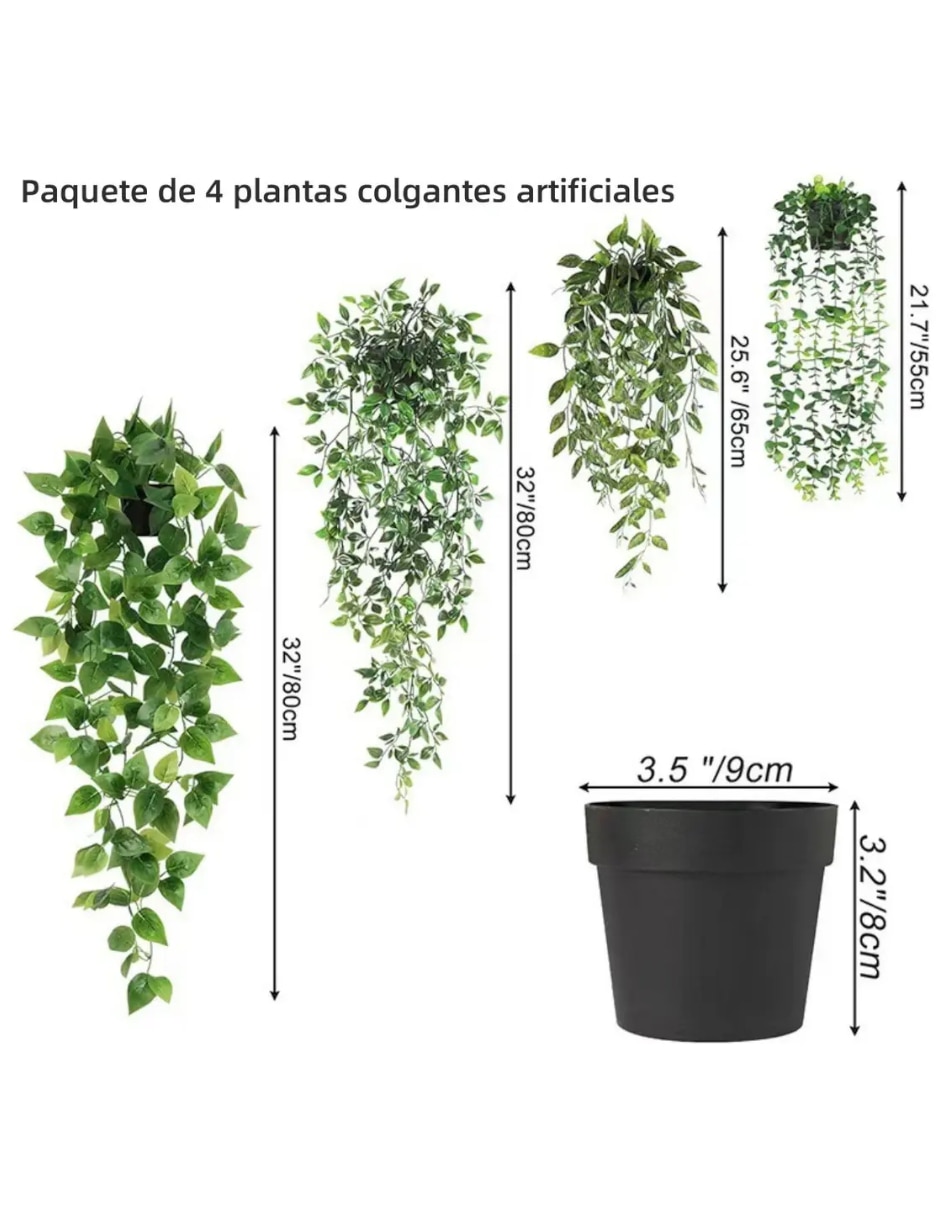 Planta colgante argyreia natural 5