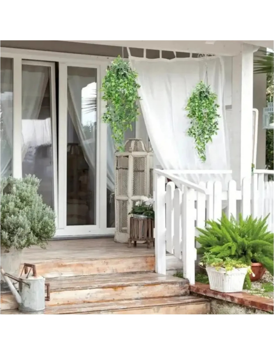 Planta colgante argyreia natural 3