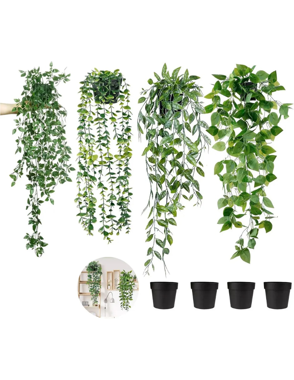 Planta colgante argyreia natural 2