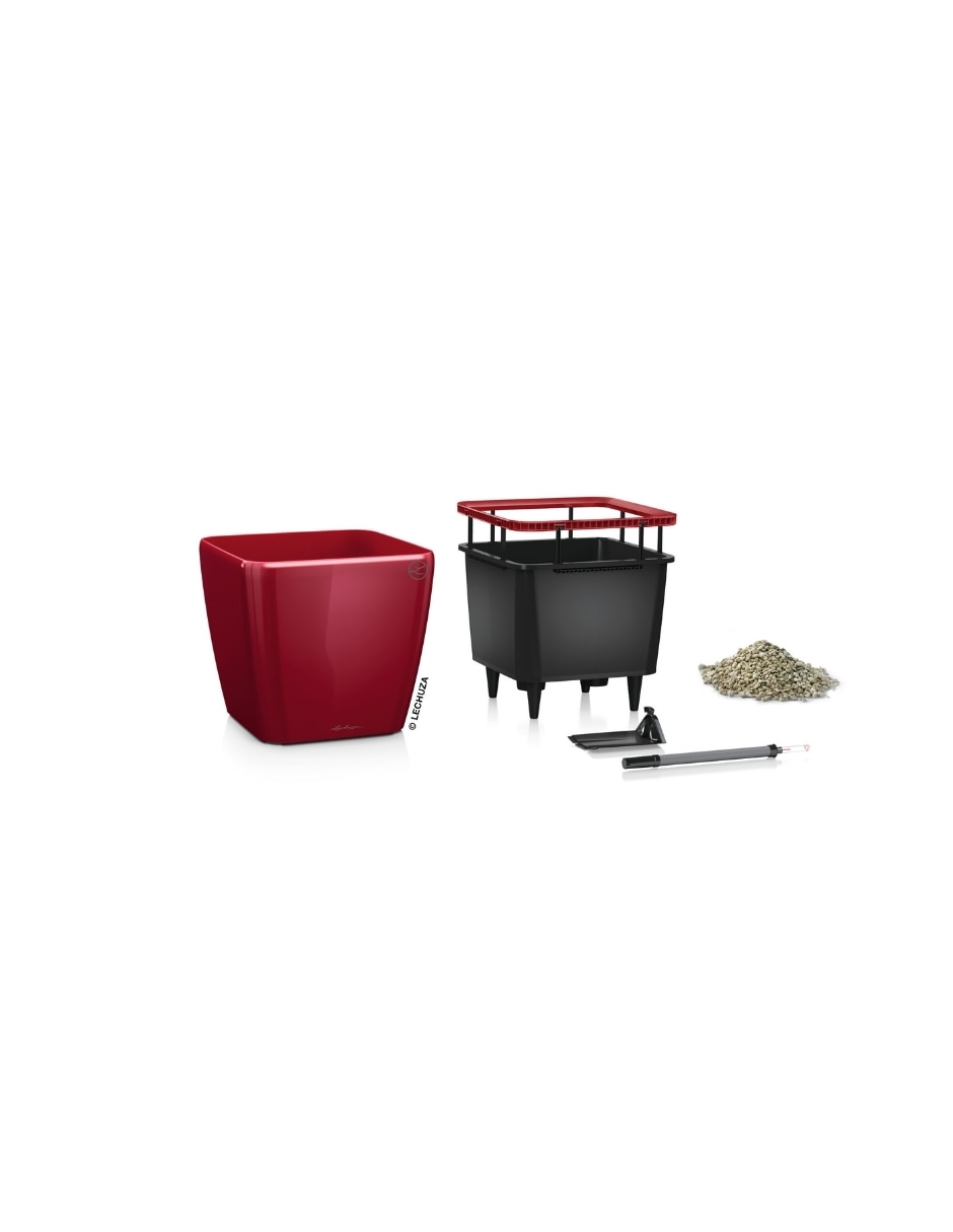 Rojo