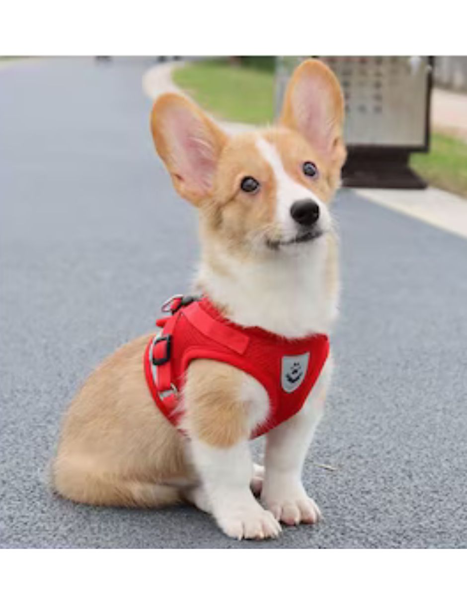 Arnés y correa de nylon para perro
