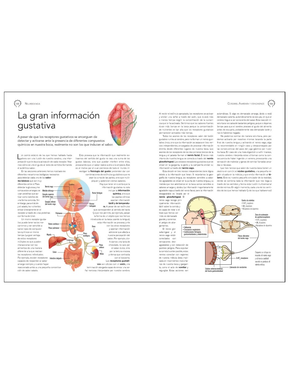 Libro Neurociencia Cerebro. Anatomía y Conexiones de Daniel Gómez Domínguez 2