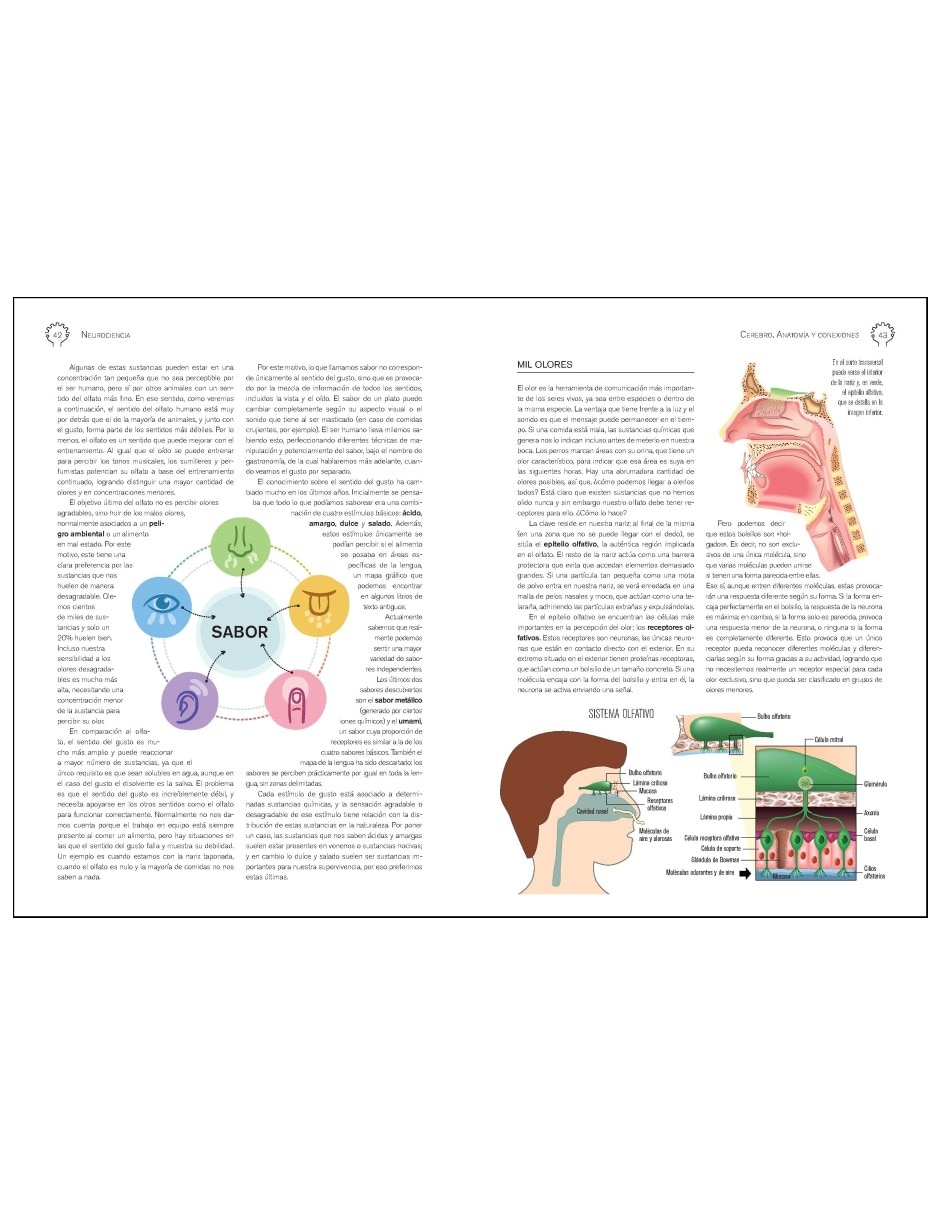 Libro Neurociencia Cerebro. Anatomía y Conexiones de Daniel Gómez Domínguez 10
